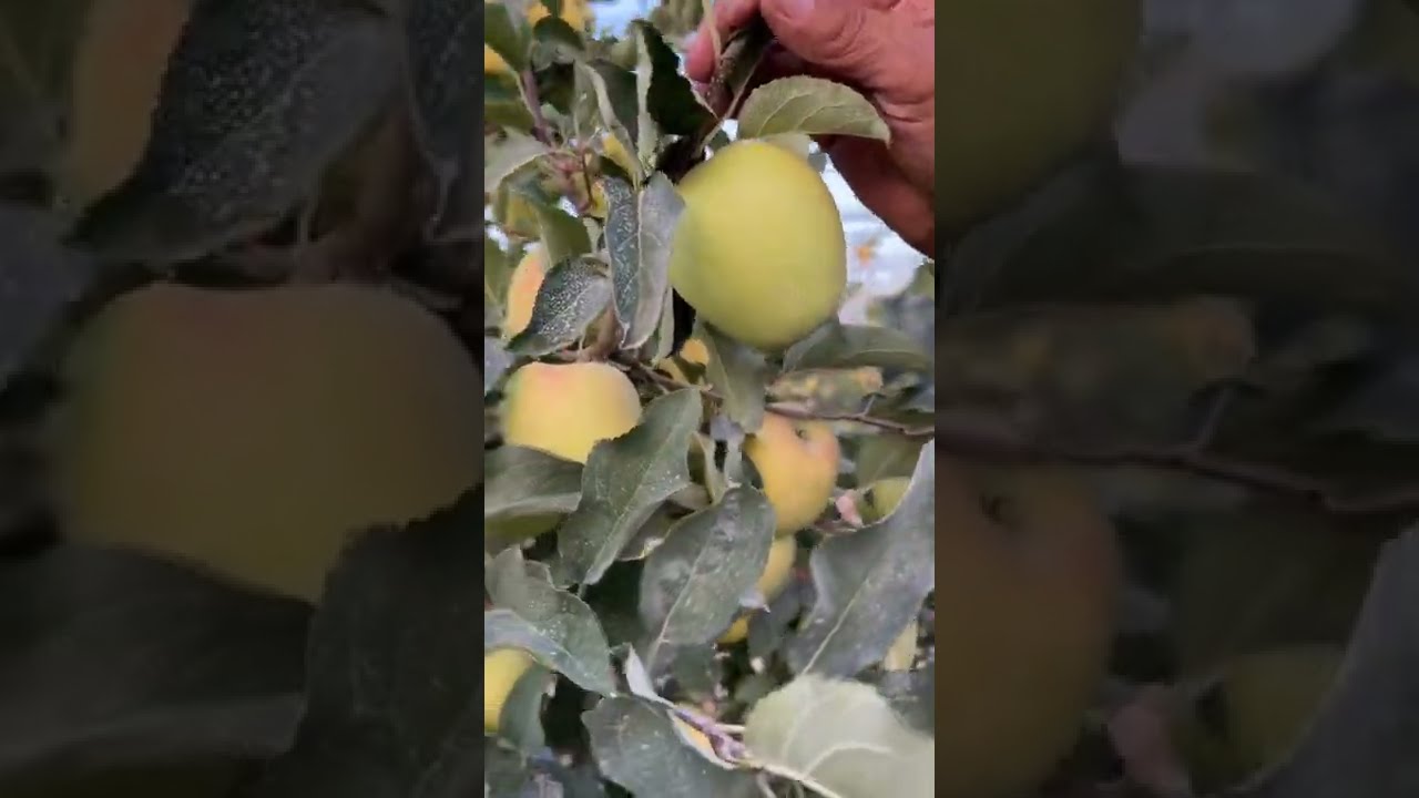 28 aylık M.9 Golden Reinders Bahçesi ( Dikim: 2020 Mayıs sonu)