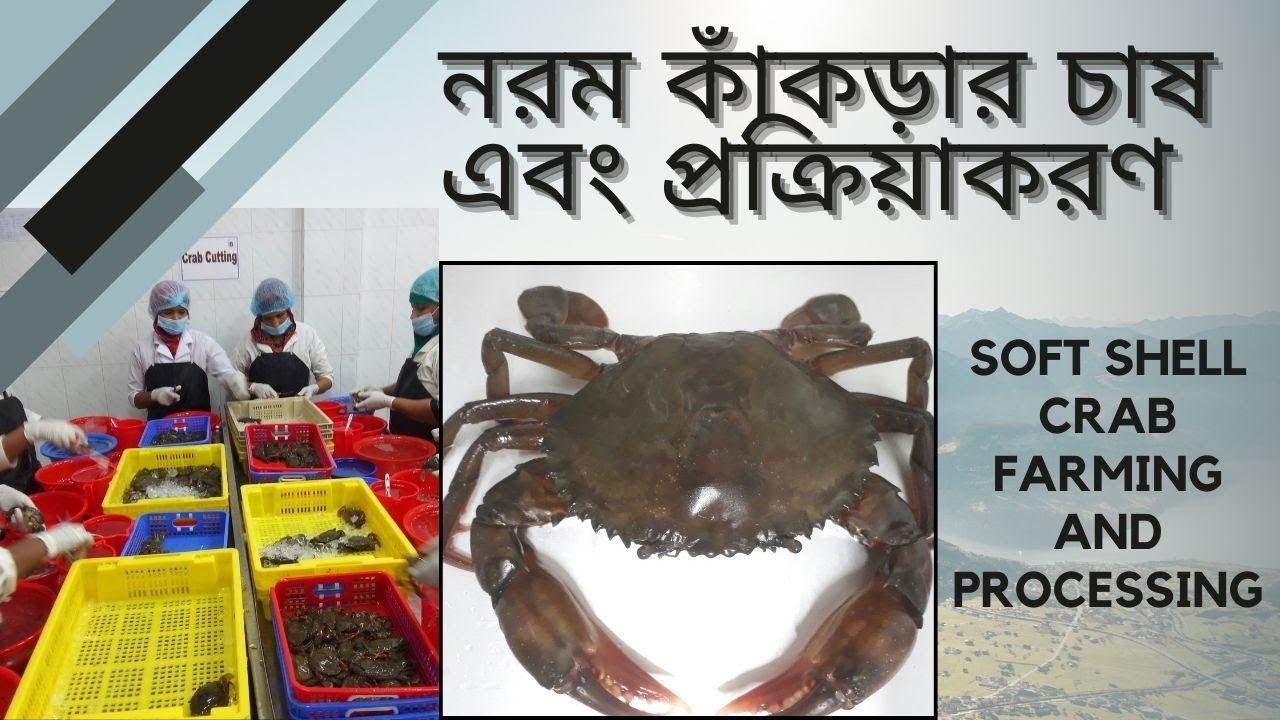 সফ্টশেল কাঁকড়ার চাষ। Mud Crab । Soft Shell Crab Farming ।  Crab Processing.