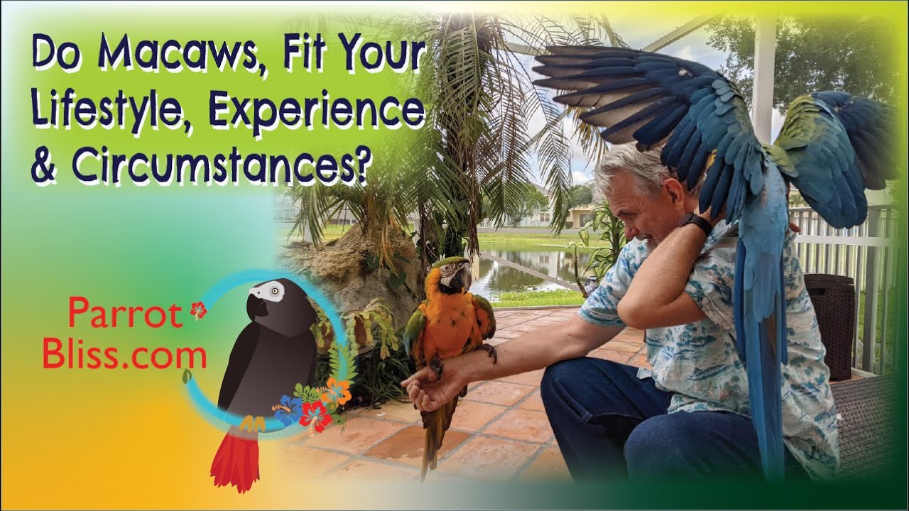 Do Macaws Parrots Make Good Pets? All About #Macaws #Parrot_Bliss