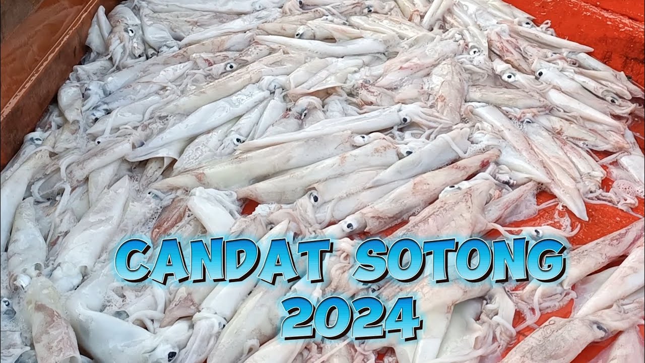 Sotong Kemaman Meriah|Bonus layaran&tenggiri|#candatsotong #terengganu#sahabatsehobi