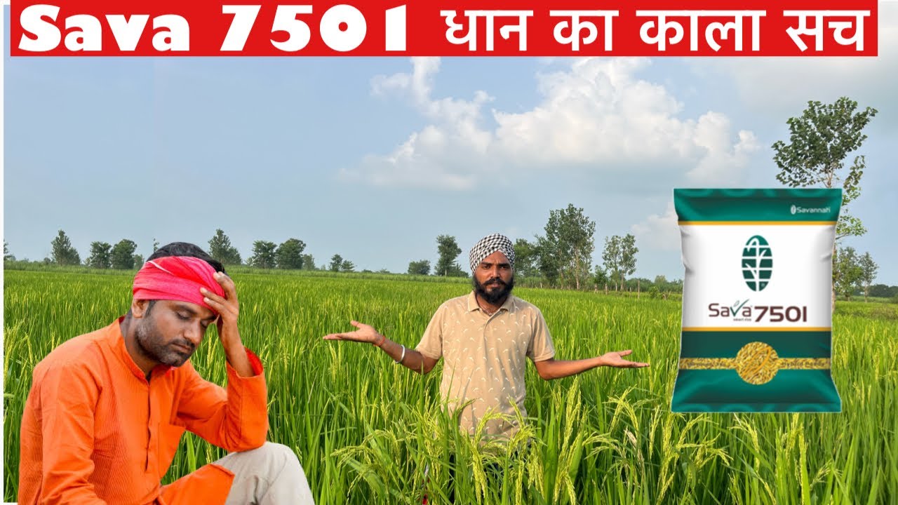 Sava 7501 धान का काला सच इस धान की सचाई जान लें ।। 