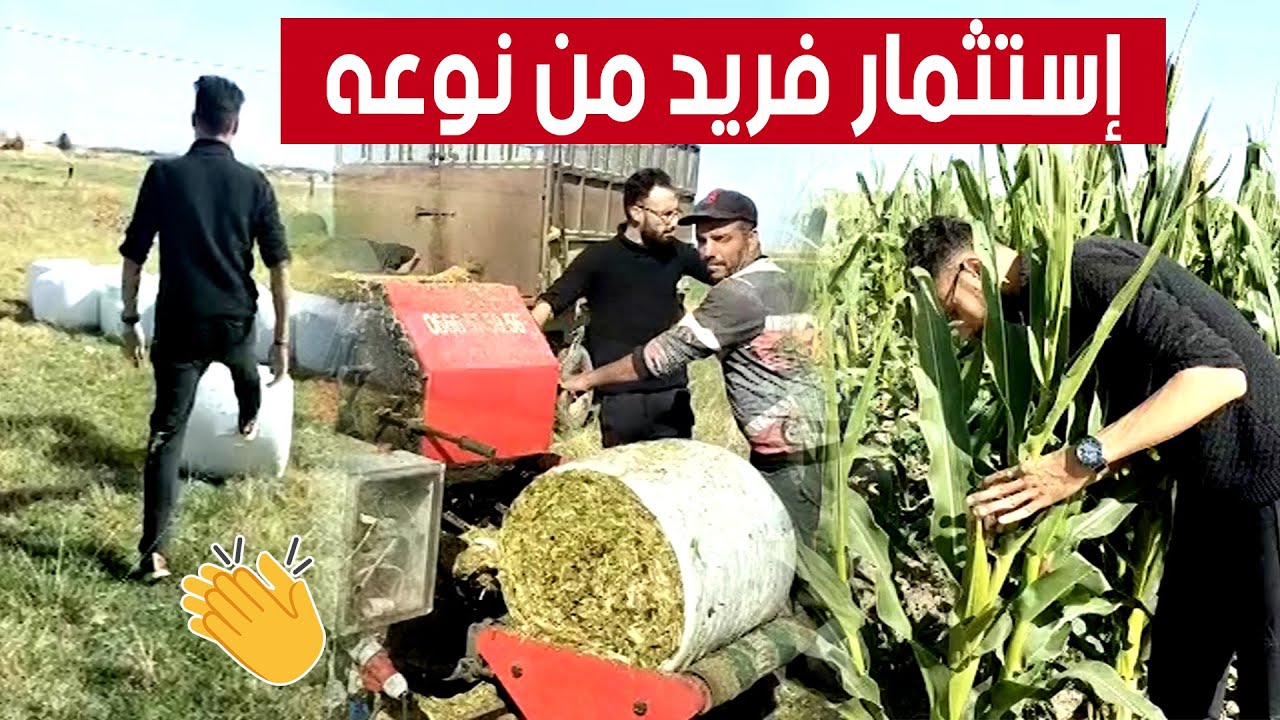محي الدين من خنشلة.. شاب مبدع ينجح في تحويل محصول الذرة إلى أعلاف 