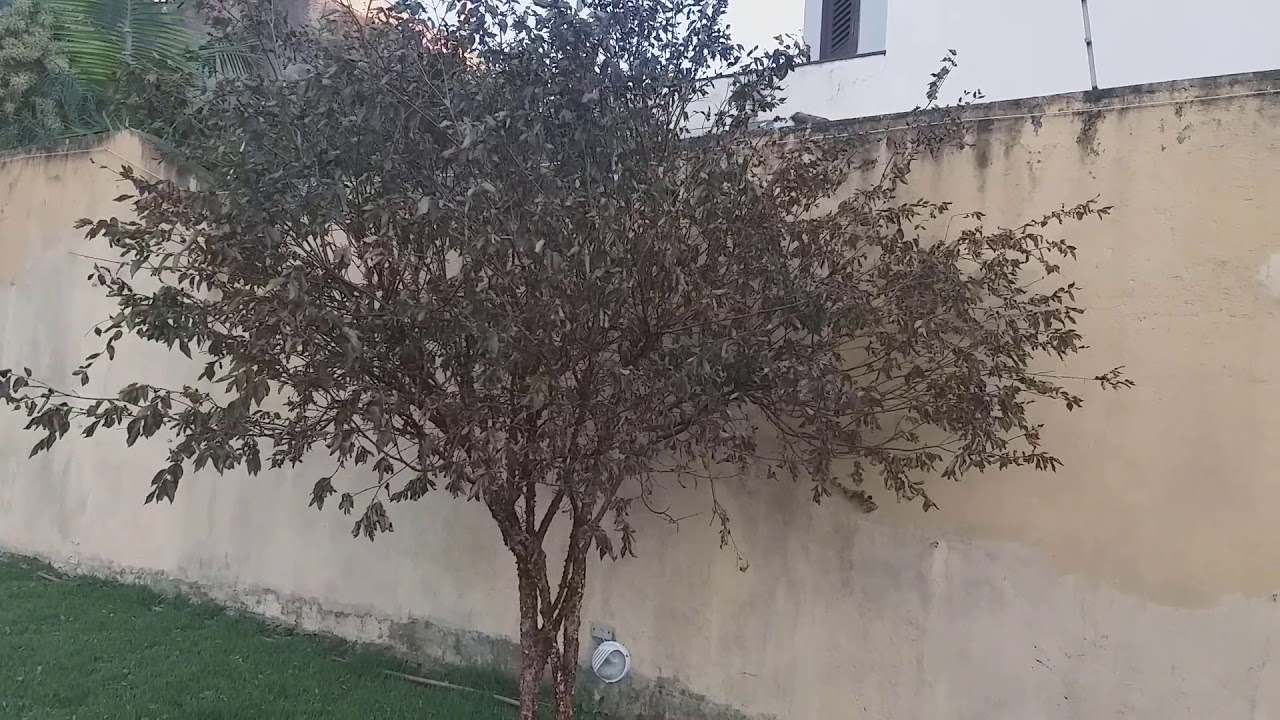 Não faça isso com a sua jabuticabeira o que esse cliente fez
