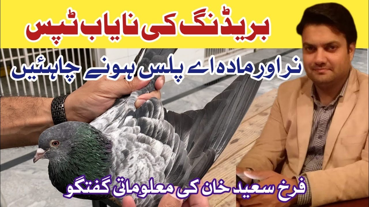 Imam Deen Kamagar by Farrukh Saeed Khan