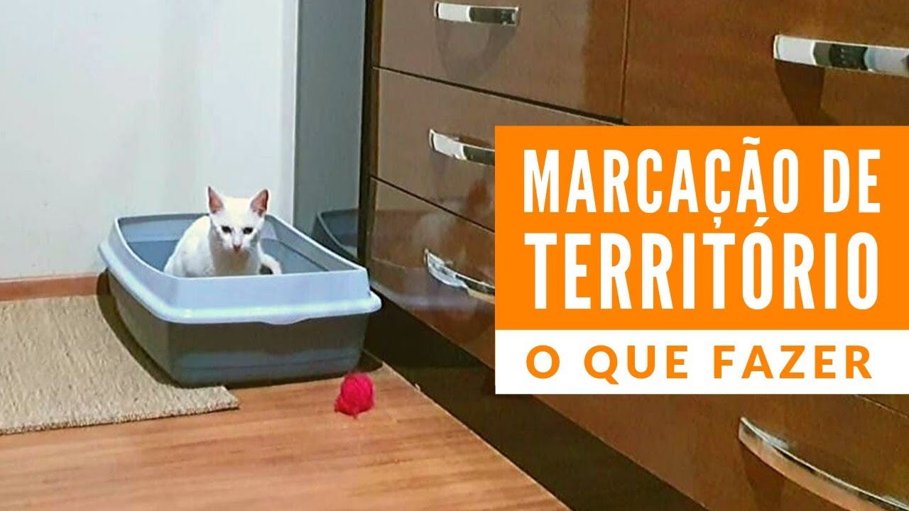 Marcação de Território - O que fazer | Gato é Vida