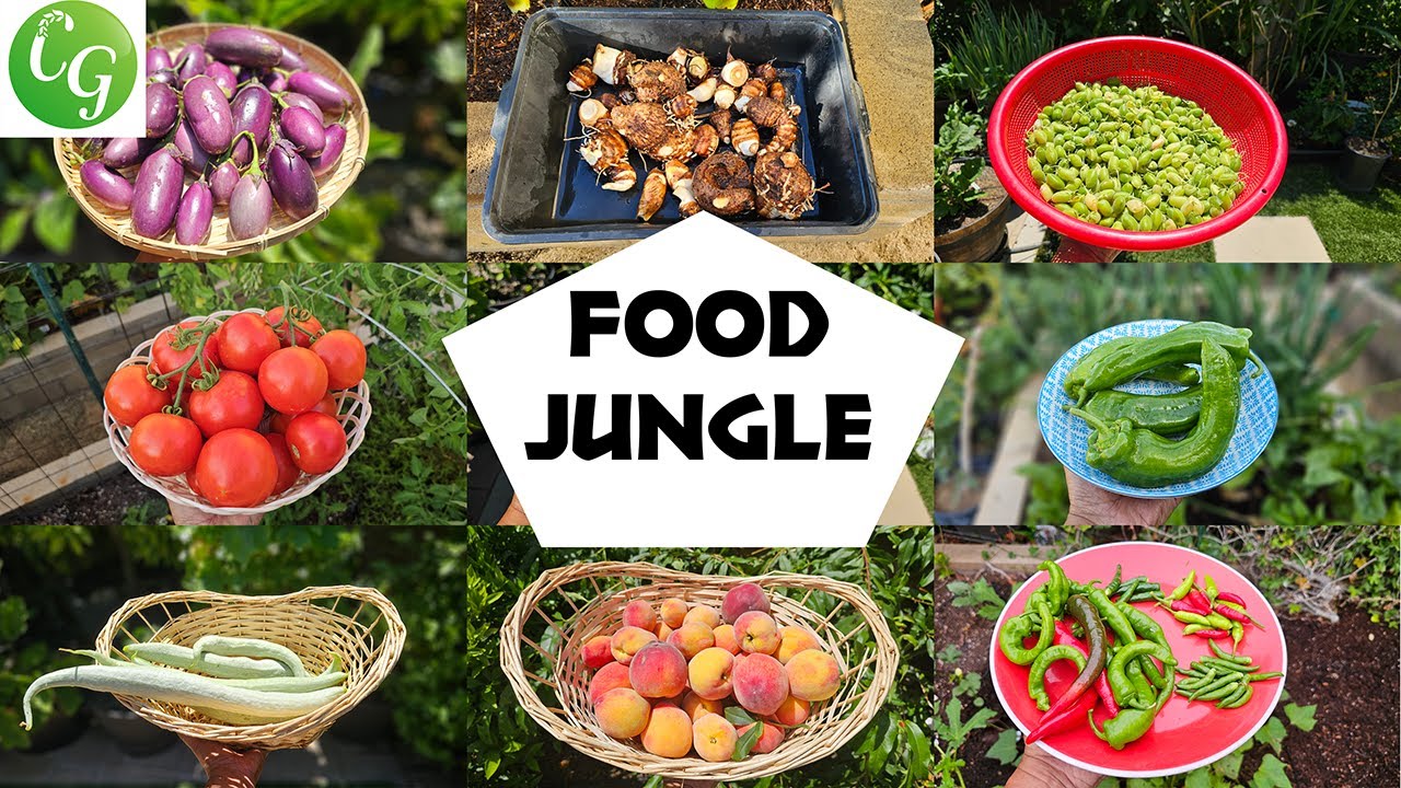 California Gardening Food Jungle: Summer 2024 Harvests, Tour & Tips!