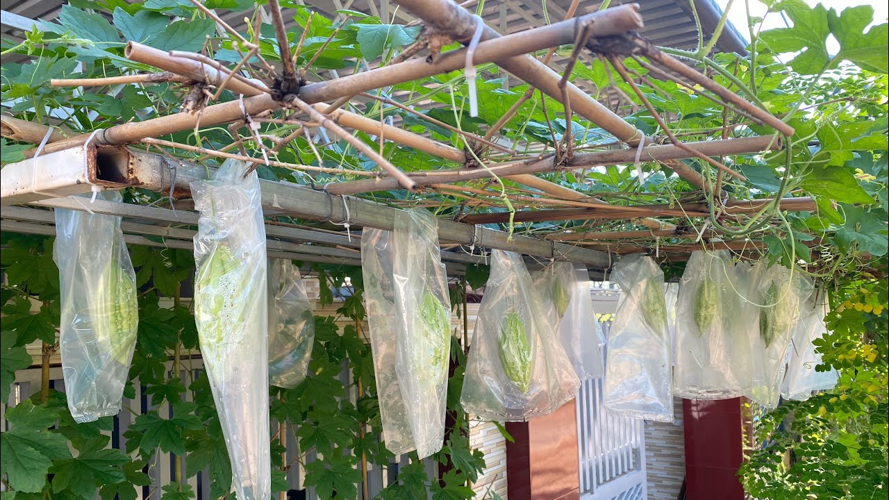#2 Cách trồng Khổ Qua cho nhiều trái- Trồng Mướp Đắng (Khổ Qua) từ hạt tại nhà | Rooftop Garden