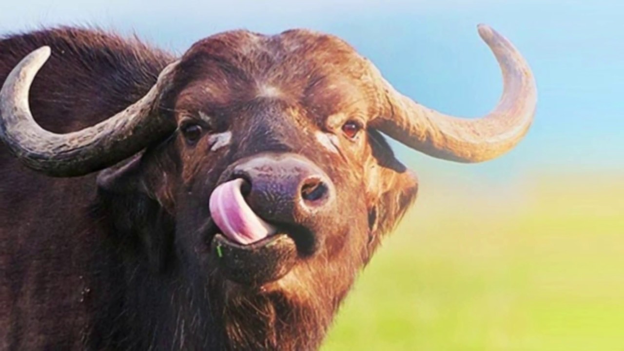 Buffalo Sounds