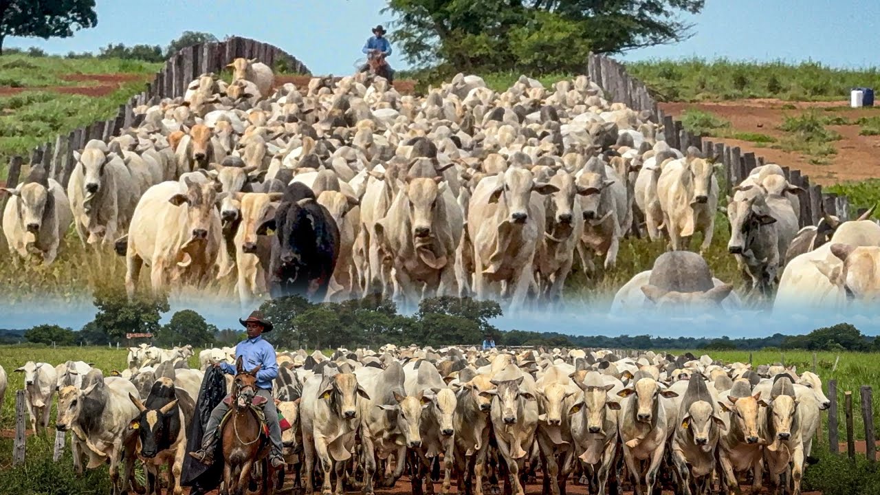 Mexida de 1800 cabeças, dia foi corrido 🥵
