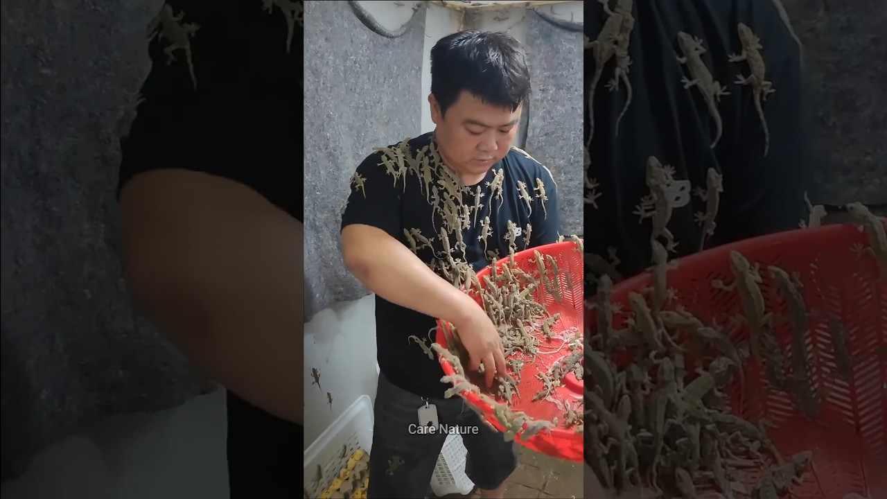 The SHOCKING Truth About Lizard Farming in China Nobody Tells You