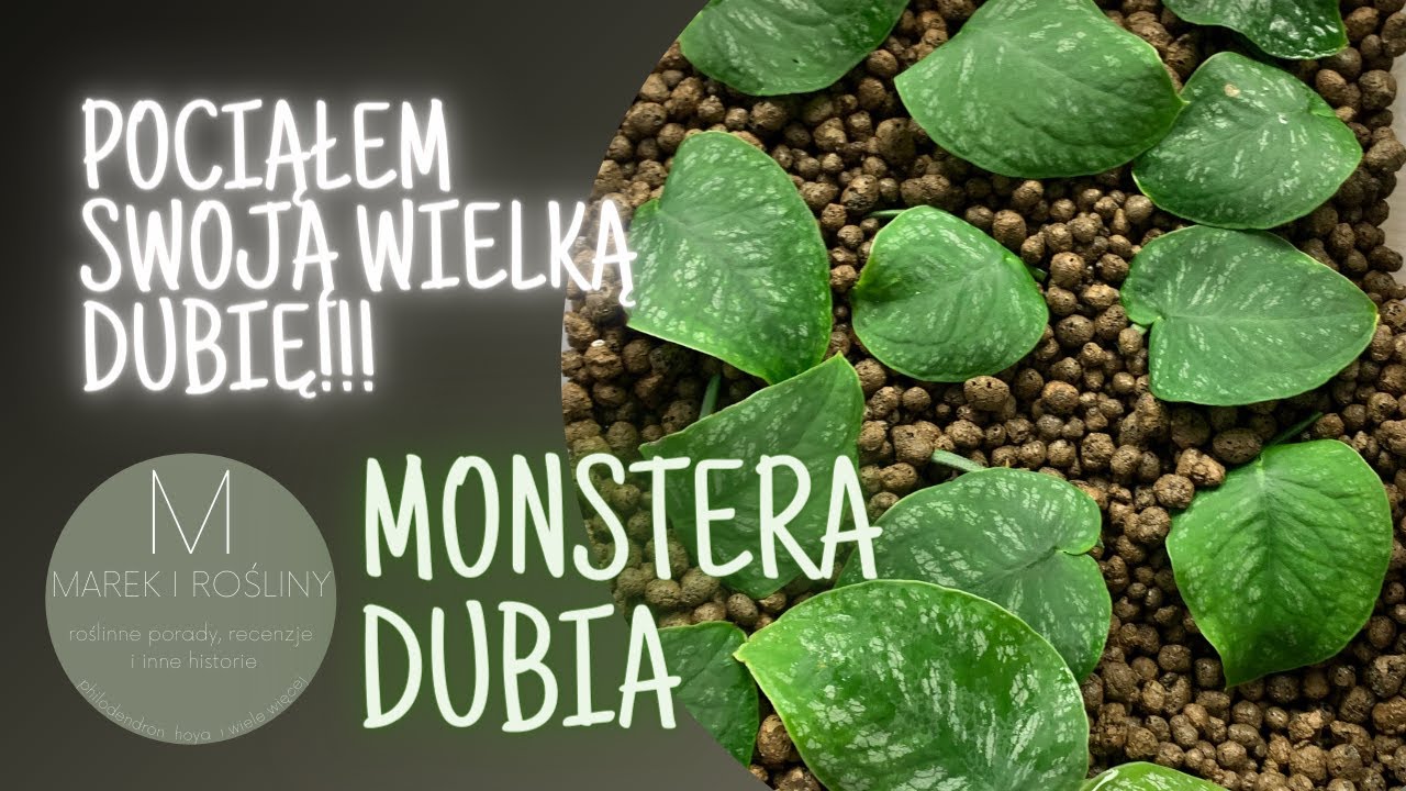 Pociąłem swoją wielką monsterę! Monstera dubia w kawałkach.