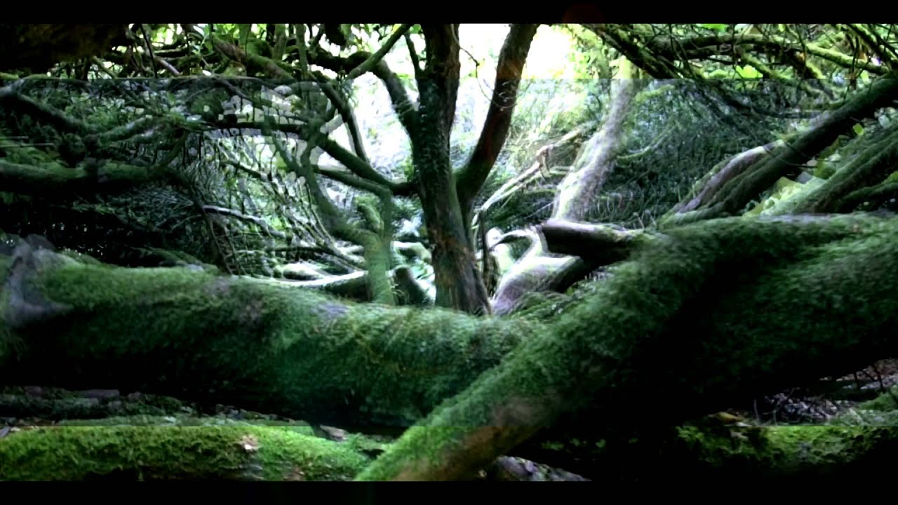 Moss Garden from the album 'Heroes. David Bowie 1977