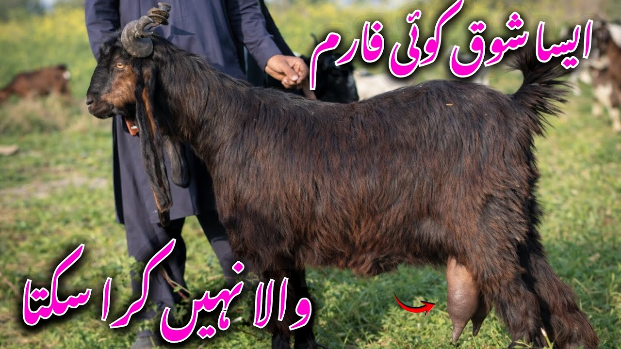 Extremely Rare & Expensive Farm Goat!