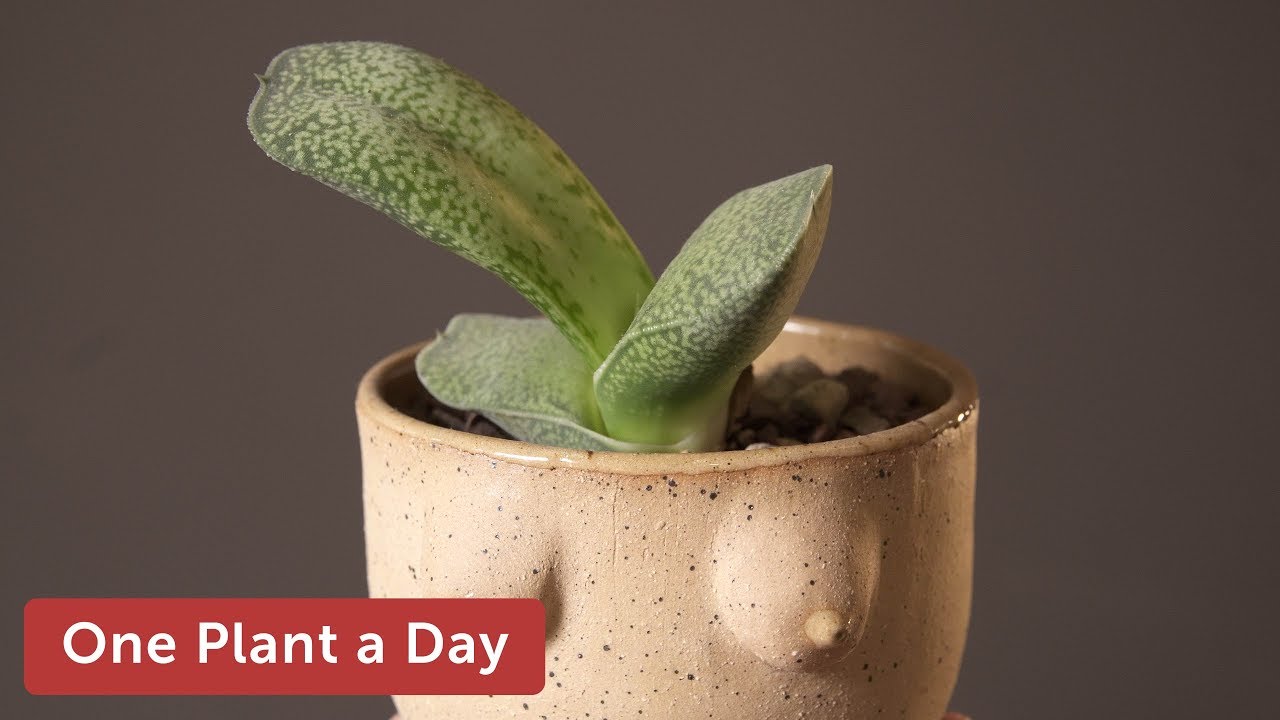 Gasteria brachyphylla var. bayeri Houseplant Care &mdash; 305 of 365