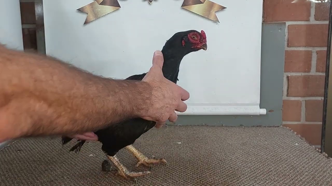 Aseel Reza (Aseel Rajah Murgh)