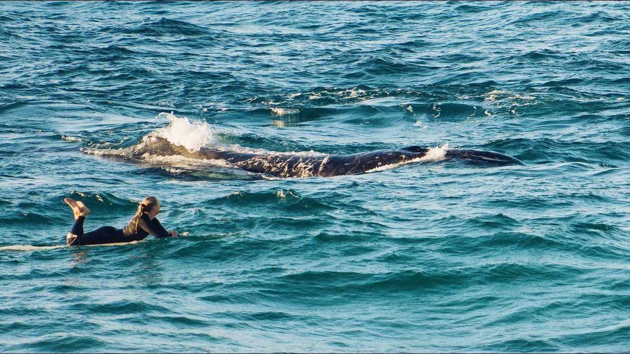 Surfing with a Whale and Dolphins at Cylinder Beach || North Stradbroke Island