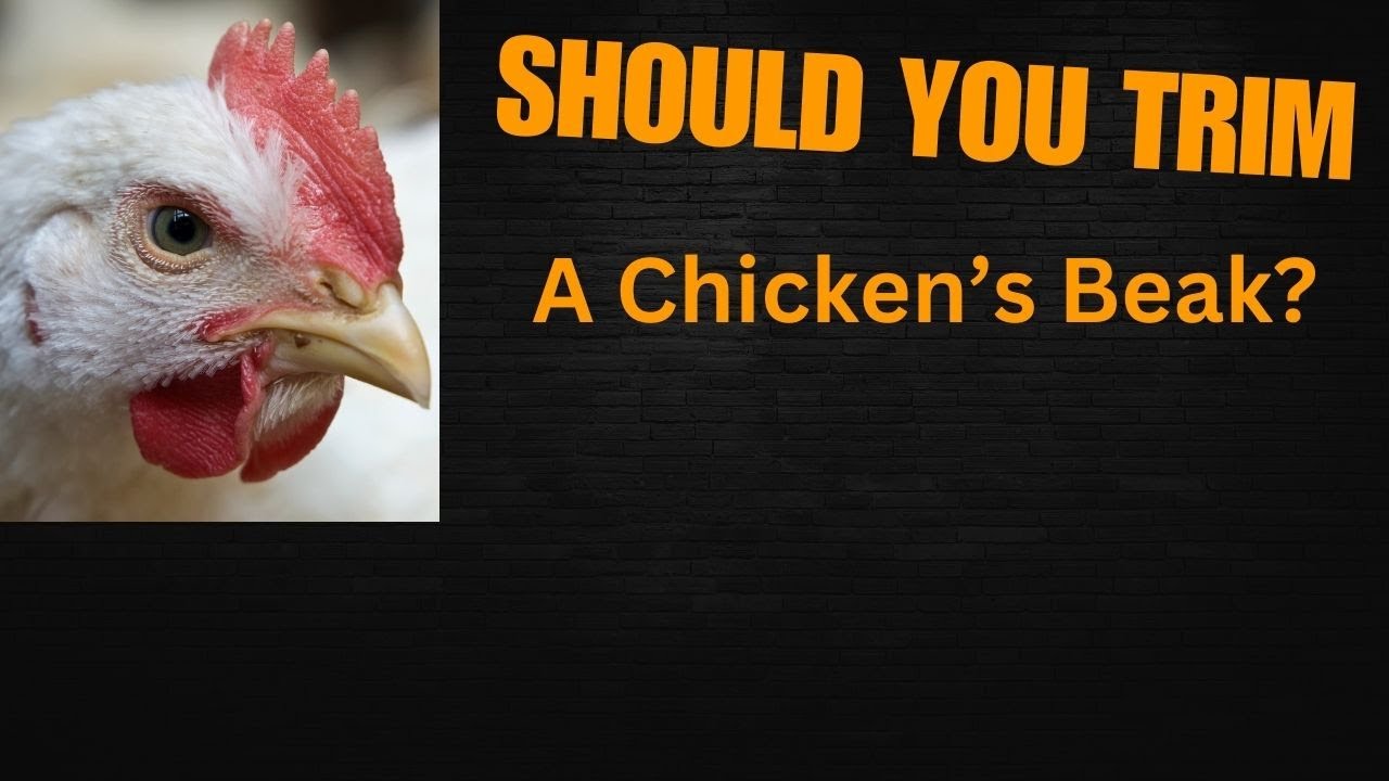 Should You Trim A Chicken's Beak?