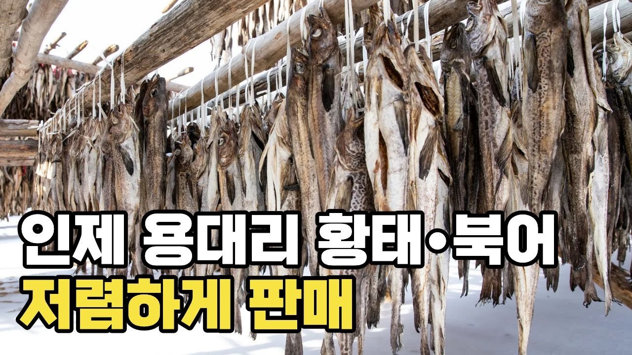 인제 용대리 황태·북어채 저렴하게 판매