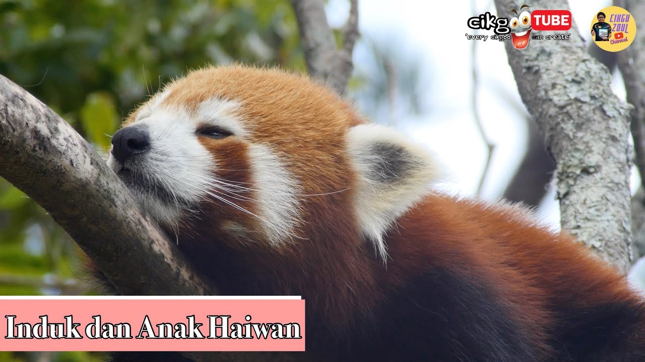 Sains Tahun 2: Induk dan Anak Haiwan