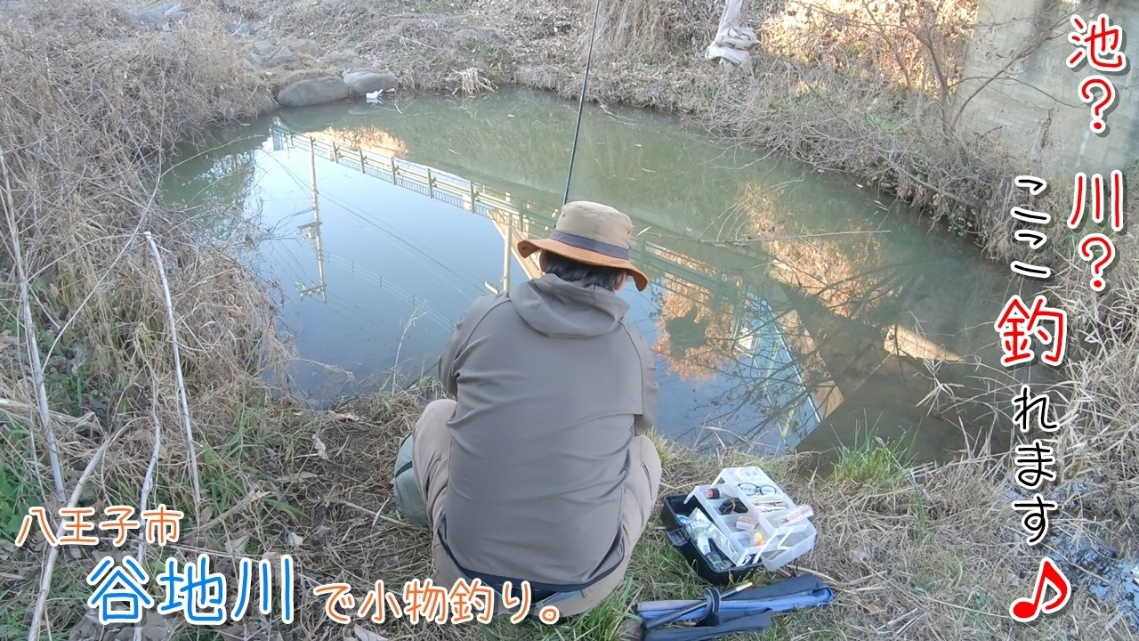 池？ 川？ ここ釣れます！  真冬でも活性が良いポイント♪ 八王子市 谷地川で小物釣り。