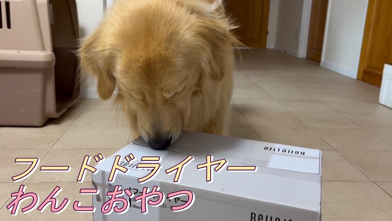 １万円以下で買えるフードドライヤーで犬用キチンジャーキーを作ってみた