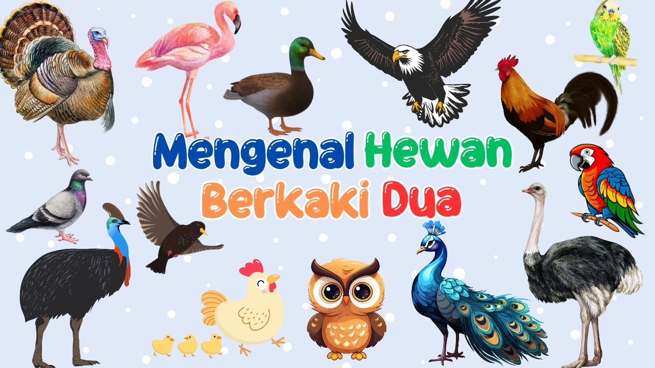 Belajar Mengenal Nama Hewan Berkaki 2 🦆🐦🐤🦉