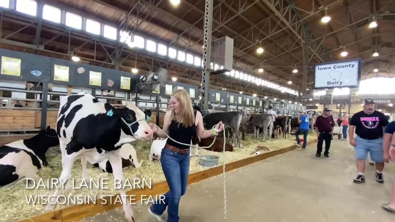 Caring for the cows at the Wisconsin State Fair