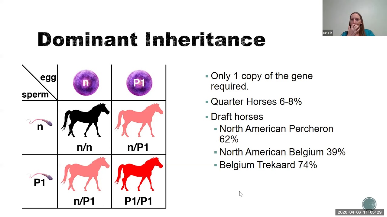 Managing PSSM in Horses