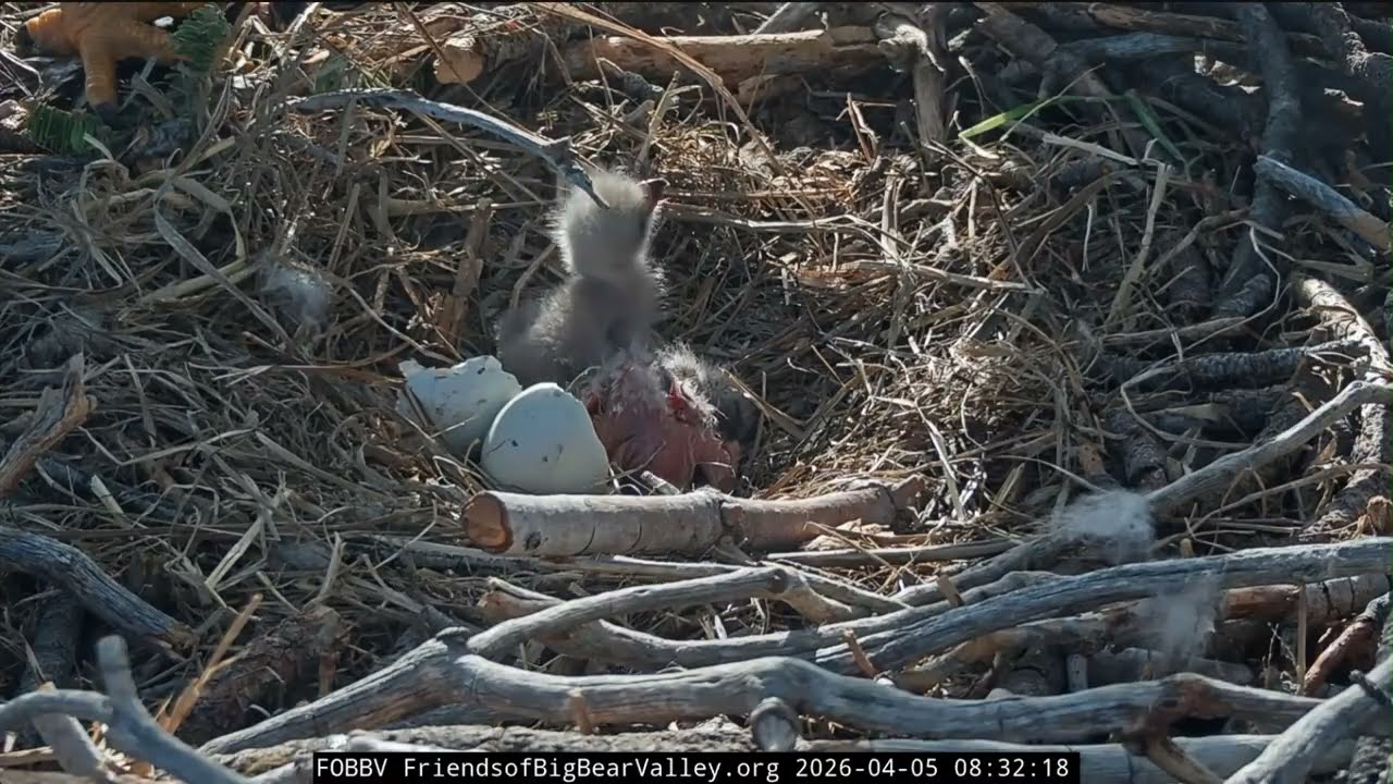 Welcome Chick #1, and Chick #2 Easter Baby! 🐣🐣❤️❤️| 4.5.26
