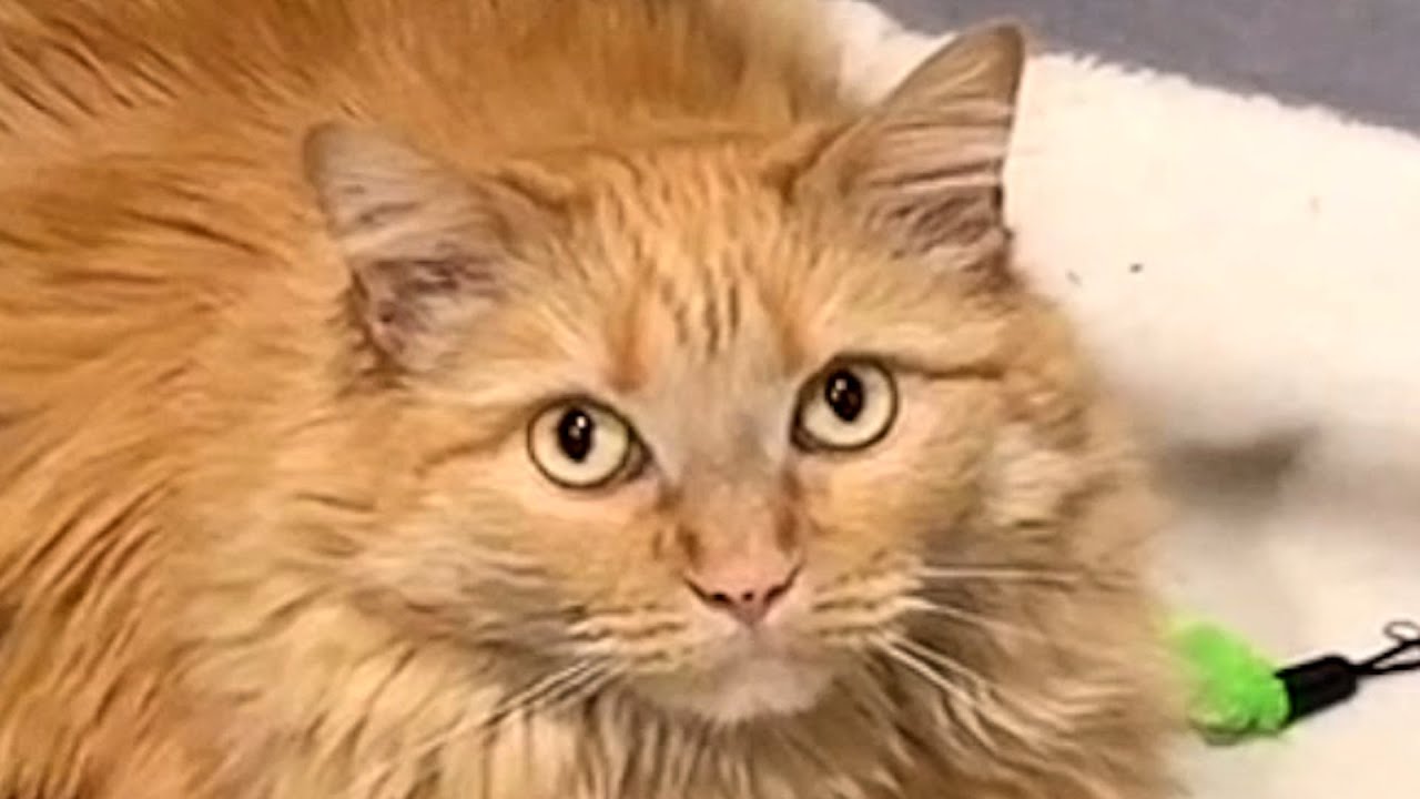 Cat's heartbreaking response to woman she saw 4 years ago