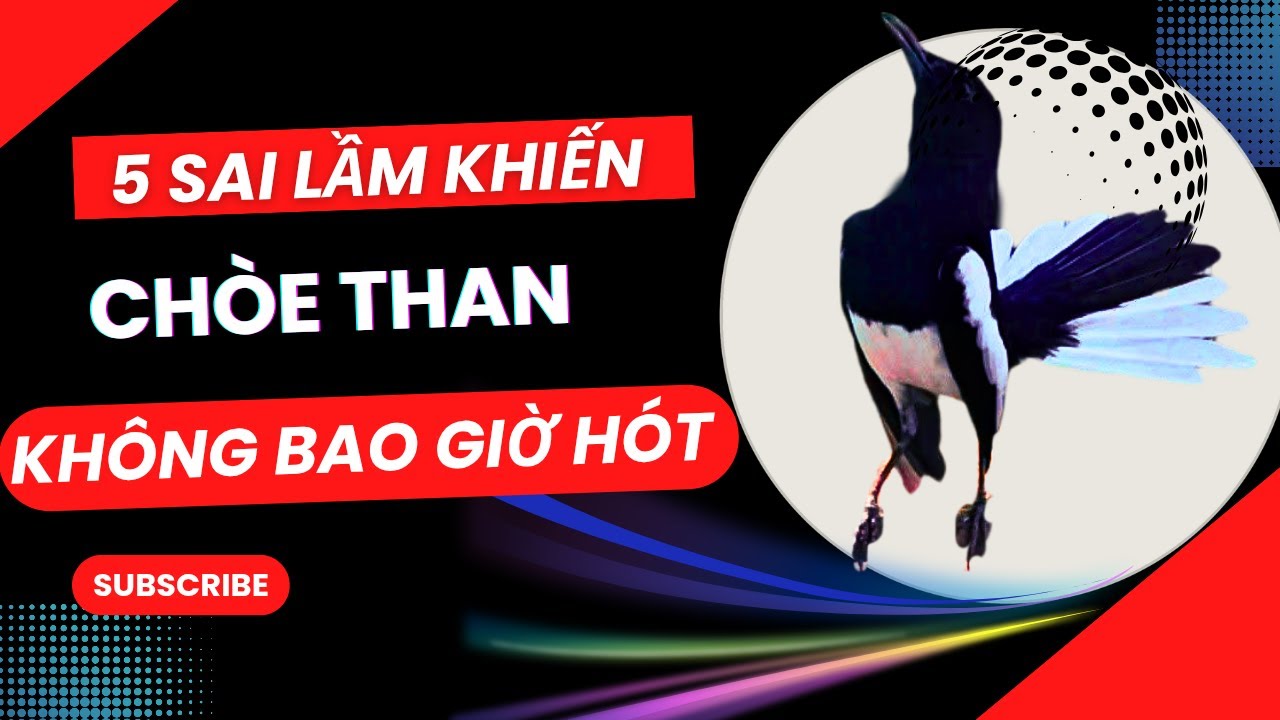 Choè Than Không Hót Do Đâu? 5 Sai Lầm Người Chơi Hay Mắc Phải