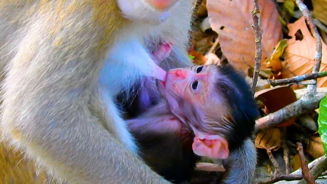 Bad Or Fun! Little Angel Evian Drinks Milk So Different Other Baby Monkeys | @IShowMonkeyTV