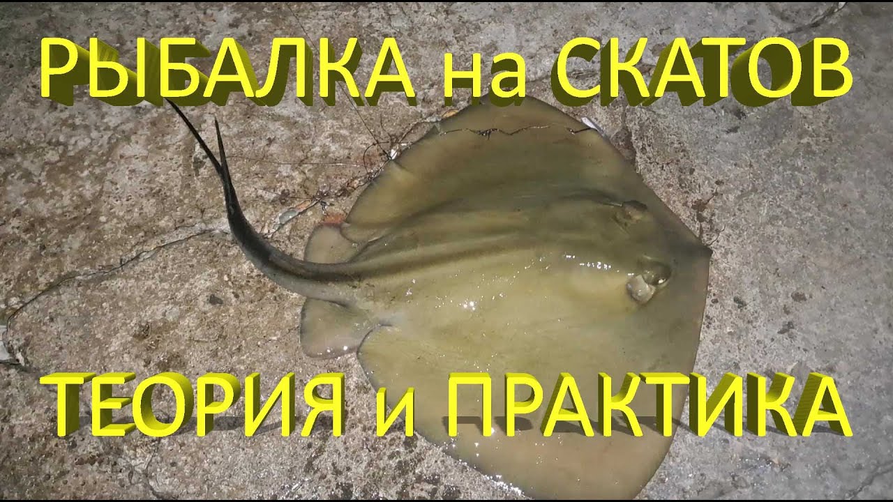 🔥 Как поймать БОЛЬШОГО СКАТА на обычную донку? Простая МОРСКАЯ РЫБАЛКА в Крыму на Черном море 🔥