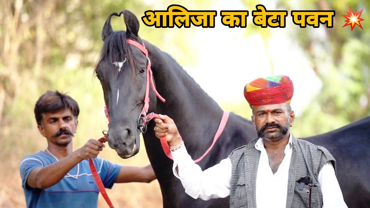 मुझे विशवास है मेरे आलिजा की तरह साबित होगा ये घोड़ा