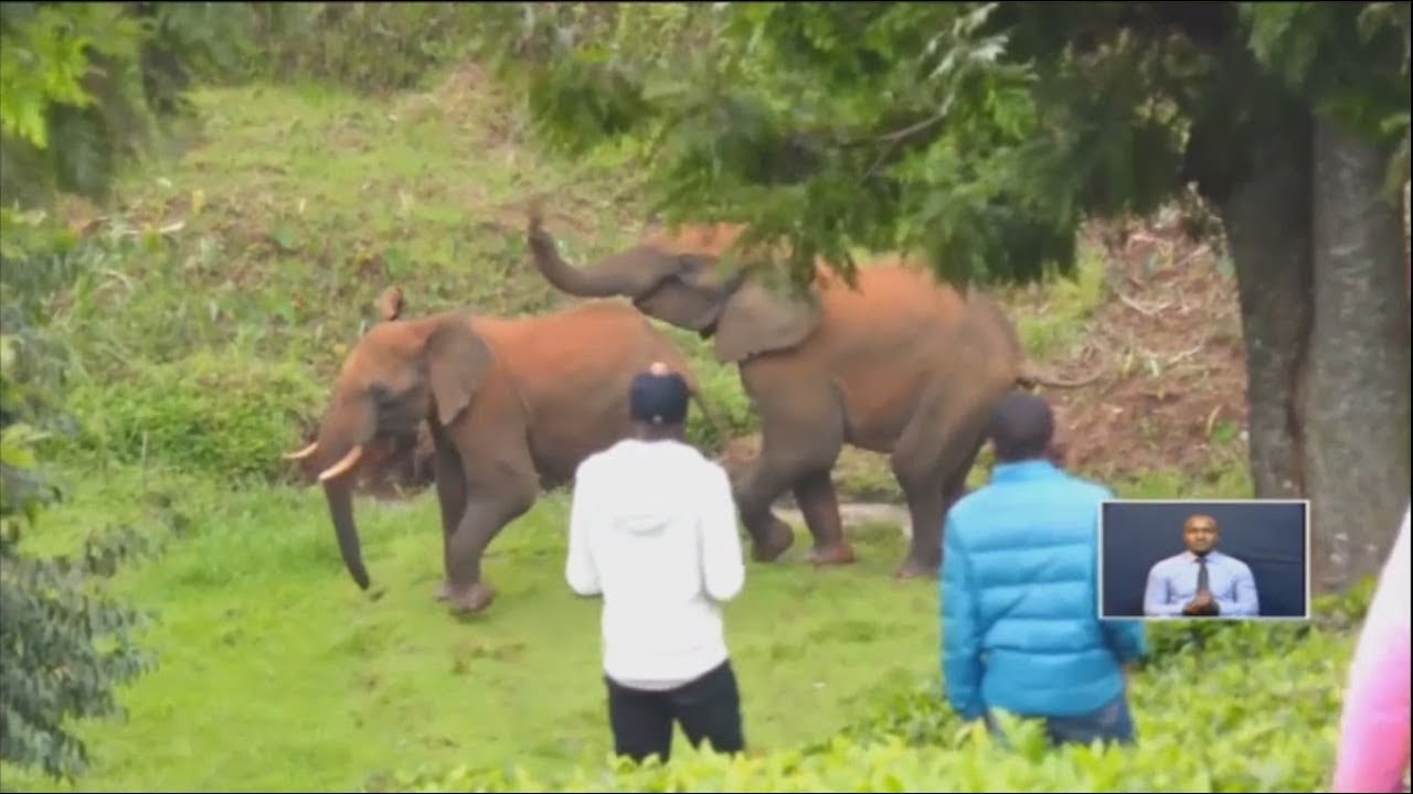 Elephants invade farms in Murang’a
