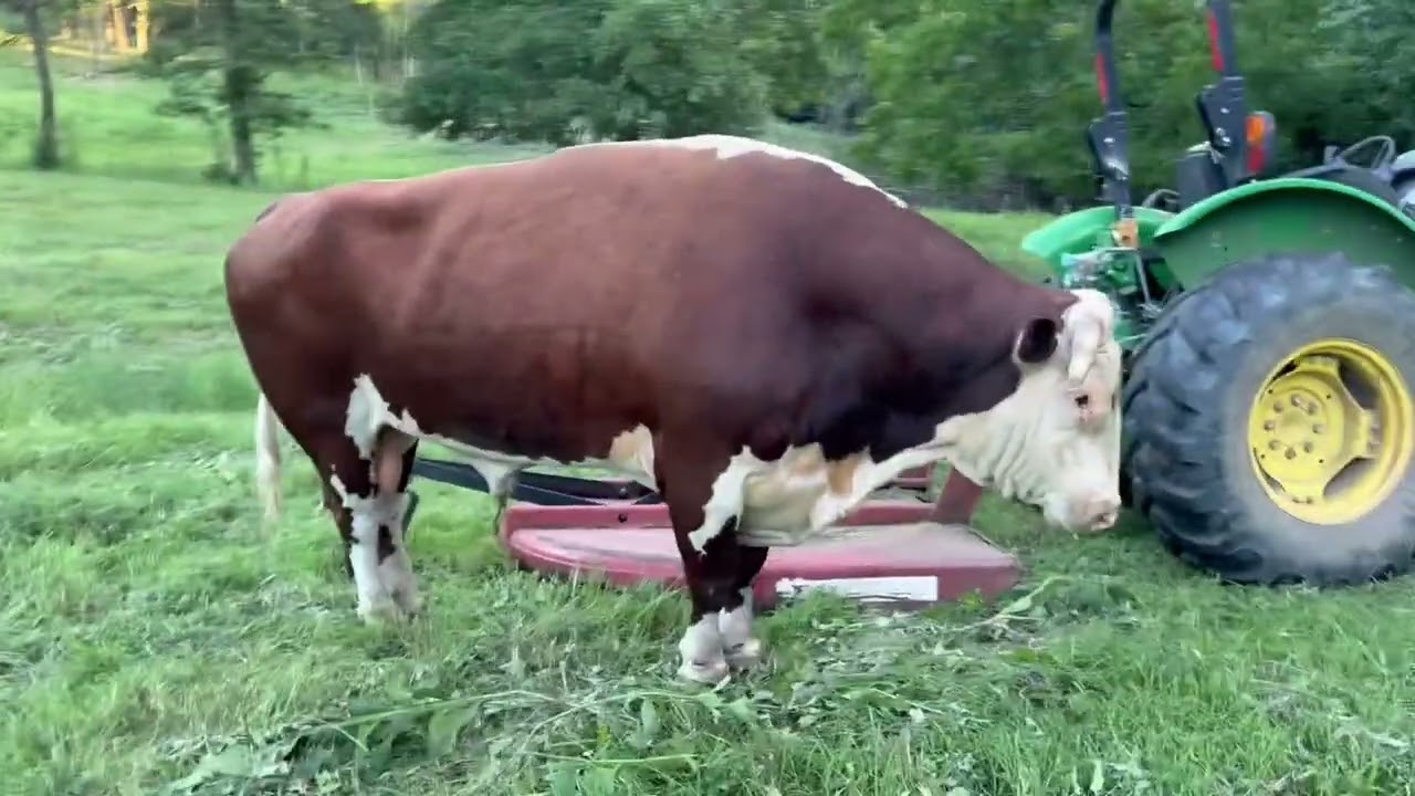 Rufus can’t stand the brush hog.  #rufusthebull