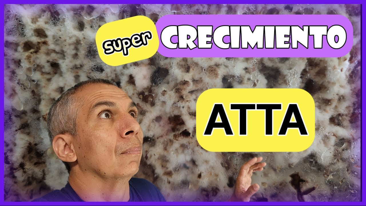 🚩CIUDADELA Atta 2.0 (CRECIMIENTO BRUTAL) Comiendo fruta