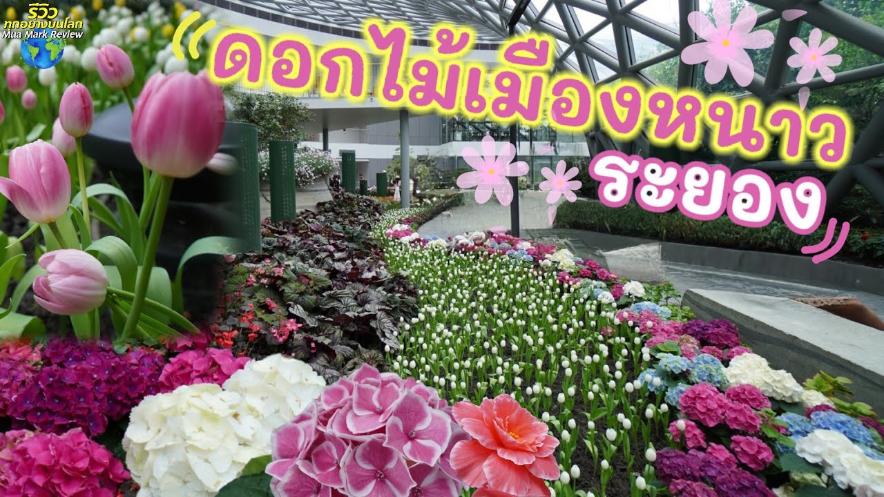 Winter Flower Garden, a tourist attraction in Rayong, take beautiful photos with tulips, Miracle ...