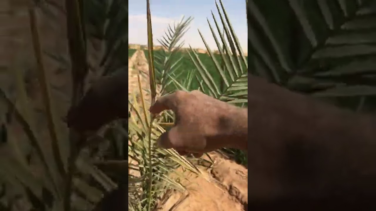 معلومات هامه عن فسائل النخيل بعد الزراعه ٢