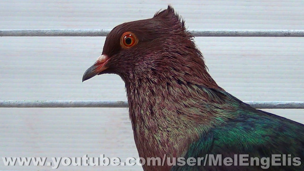 Pigeons Bouvreuil cuivré à manteau noir - Gimpel Pigeon - Championnat de France - Évreux 2026