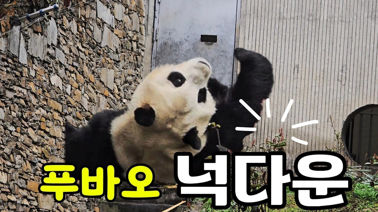 26.3.8 마감전 푸바오 대나무로 마무리~그리고 방전..