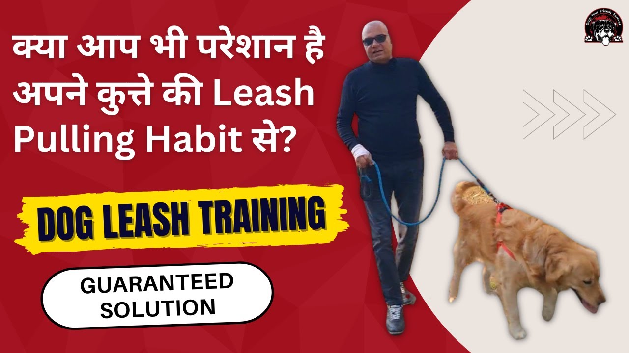 How to control your Dog pulling on Leash | Easy Dog Training in Hindi | Door Manners | Sit and Walk