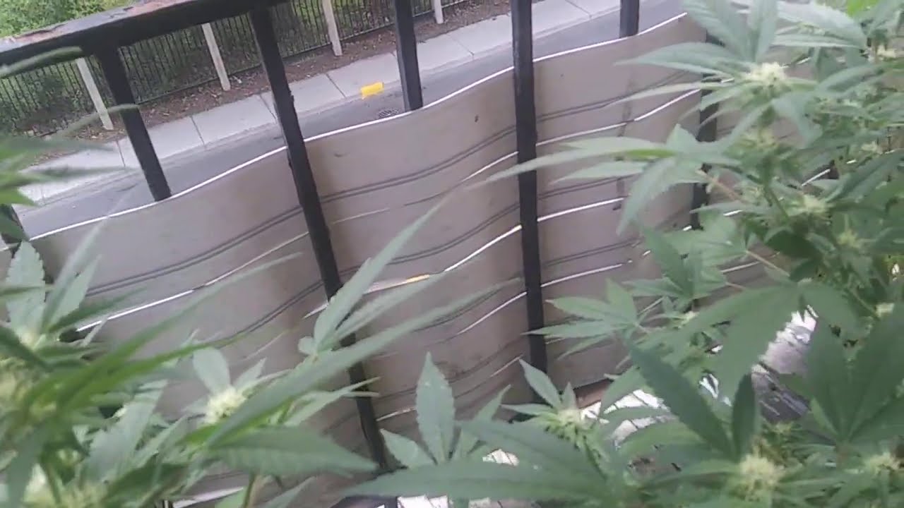 Balcony Weed grow #24