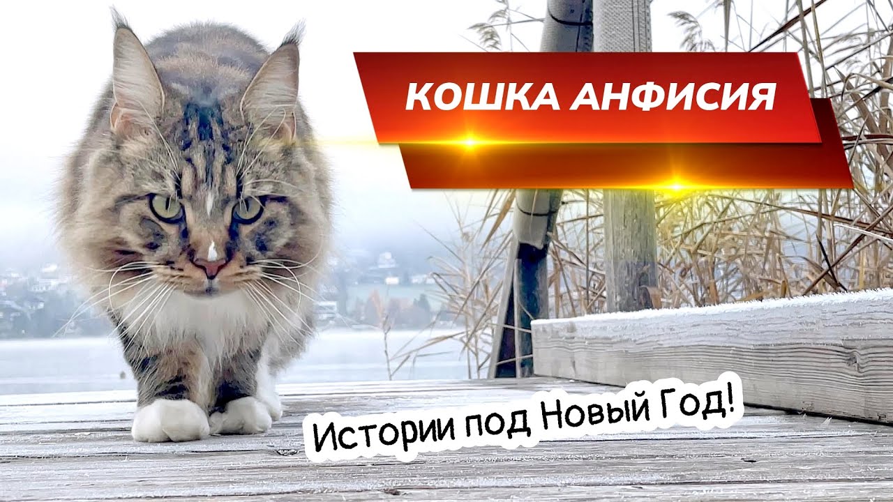 Кошка Анфиса в новой шубе. Предновогоднее настроение!