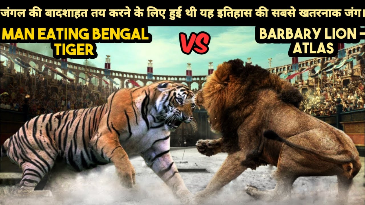True Story of Fight Between Barbary Lion Atlas and a Man Eating Bengal Tiger of Shimla। Facts Phylum