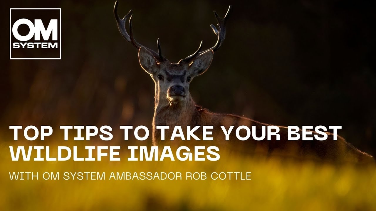 5 tips to take your best wildlife images | with OM SYSTEM Ambassador Rob Cottle