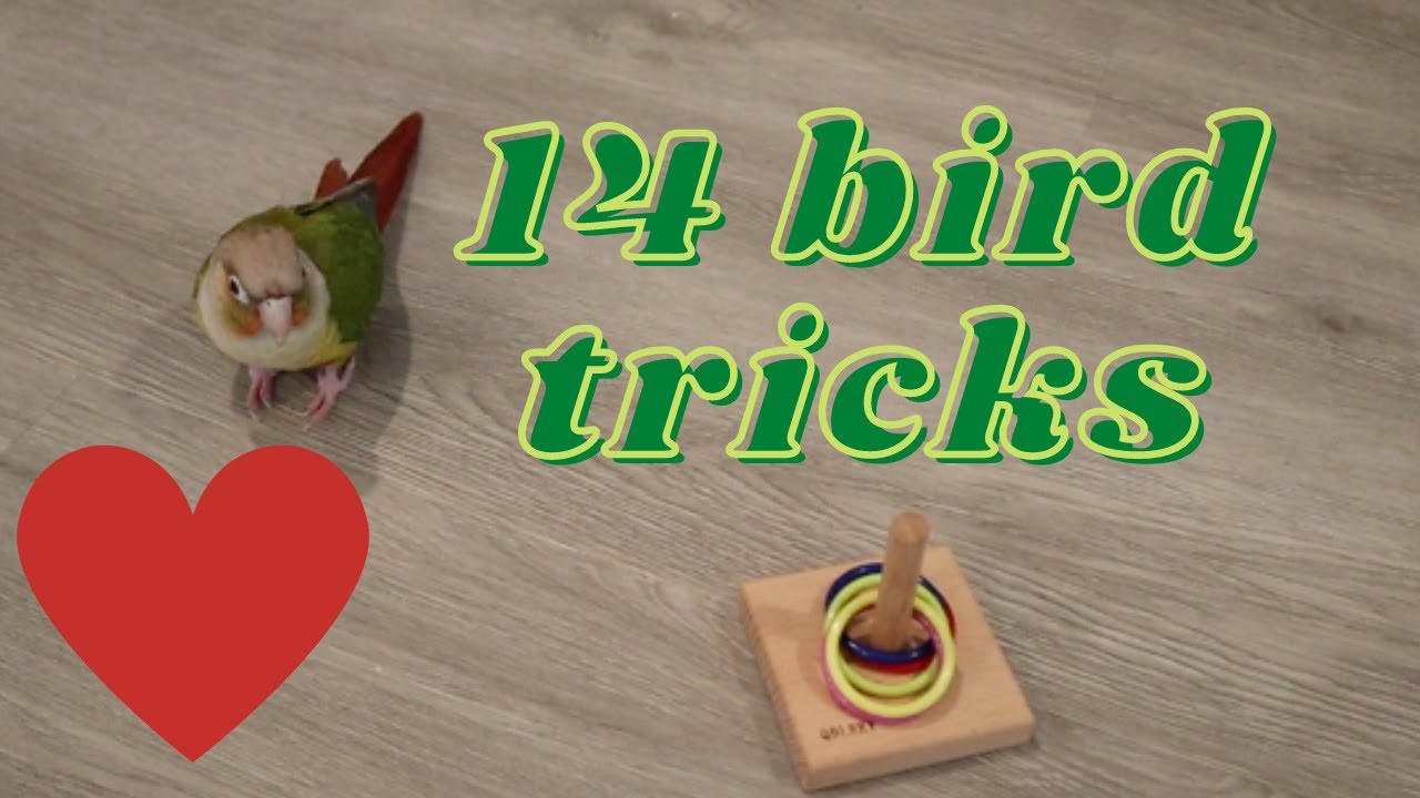 Green Cheek Conure Tricks:Mango's 14 bird tricks (망고의14가지 트릭)