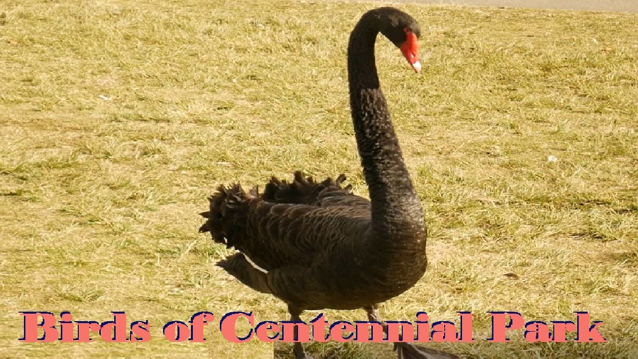 Birds of Centennial Park Sydney Australia 2017