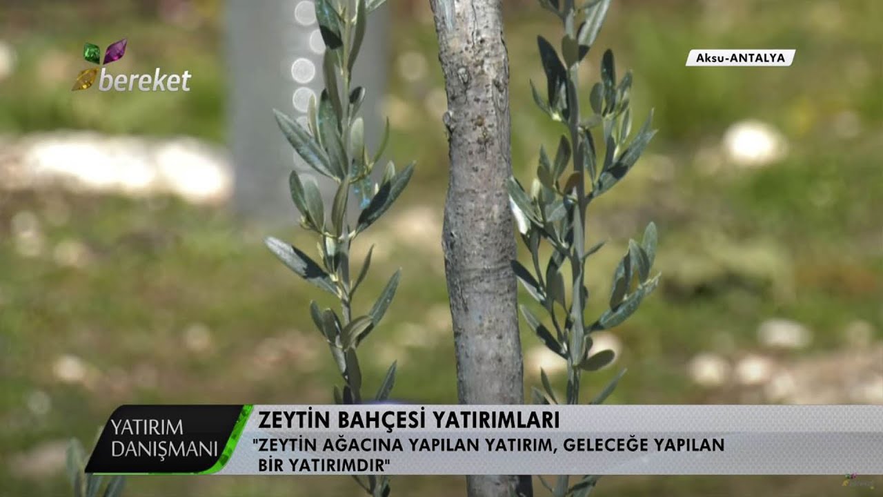 Yatırım Danışmanı - Zeytin Bahçesi Yatırımları - 4.Bölüm