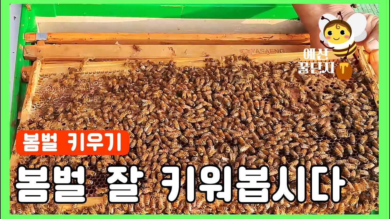 봄벌 잘 키우기